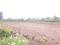 Perne Plot View 2