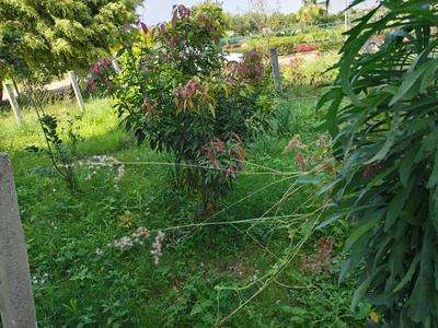 Image of 1162 Sq.ft Residential Plot / Land for sale in Smaya Jade Nester, Rayasandra, Bengaluru for Rs. 13944000