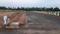 Thagarapuvalasa Plot View 2