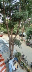 Image of 5200 Sq.ft 3 BHK Independent House for sale in The Rock, Palam Vihar, Gurgaon for Rs. 19500000