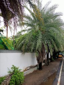 Image of 2400 Sq.ft Residential Plot / Land for sale in Neelankarai, Chennai for Rs. 35000000