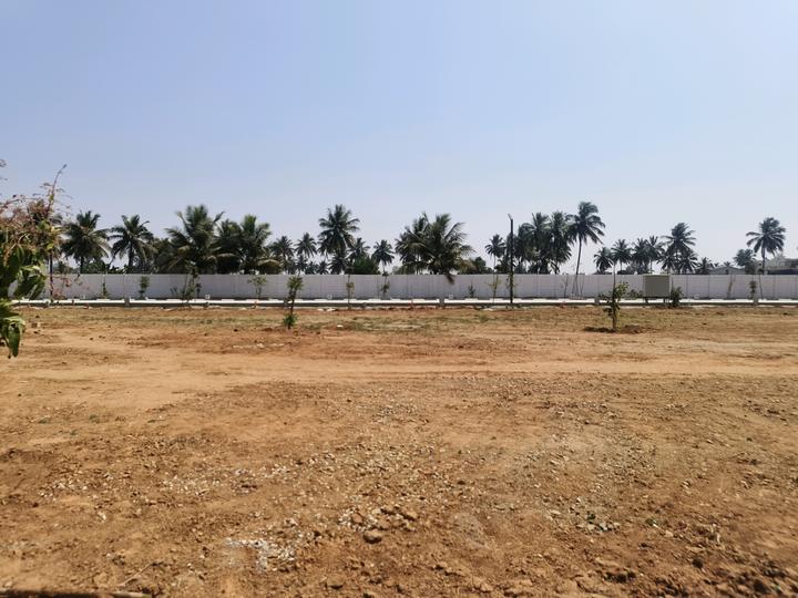 Sizzle White Willows by Sizzle Properties Main Image 1