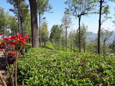 Image of 88000 Sq.ft Residential Plot / Land for sale in Coonoor, Nilgiris for Rs. 20000000