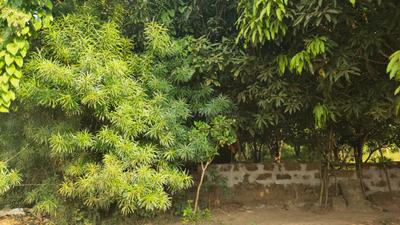 Sundarpur Plot View 3