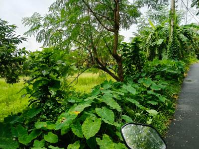 Image of 720 Sq.ft Residential Plot / Land for sale in Natagachi, Kolkata for Rs. 400000