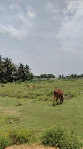 Image of 3000 Sq.ft Residential Plot / Land for sale in Kalpakkam, Chennai for Rs. 9000000