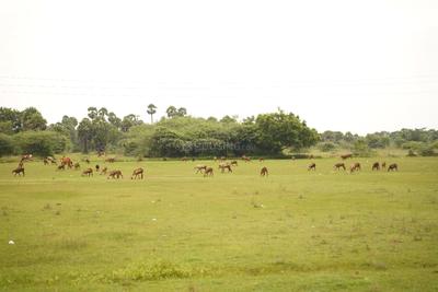 Image of 3478 Sq.ft Residential Plot / Land for sale in Kachipuram Town, Kanchipuram for Rs. 4500000
