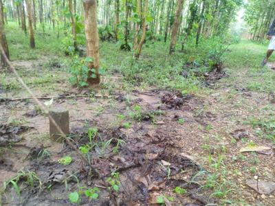 Image of 1944 Sq.ft Residential Plot / Land for sale in Pallakadiyam, Rajahmundry for Rs. 1458000