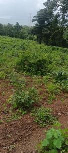 Image of 2842 Sq.ft Residential Plot / Land for sale in Anjap, Thane for Rs. 3410400