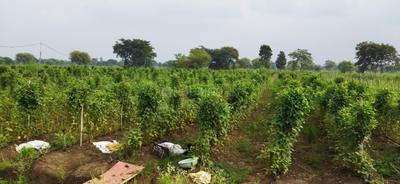 Image of 10500 Sq.ft Residential Plot / Land for sale in Bhatagaon, Raipur for Rs. 4462500