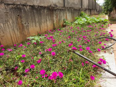 Image of 880 Sq.ft 2 BHK Apartment / Flat for sale in Provident Rays Of Dawn, Kambipura, Bengaluru for Rs. 5800000