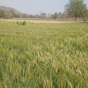 Image of 4000 Sq.ft Residential Plot / Land for sale in Simrol, Indore for Rs. 1200000