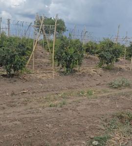 2 BHK Farm House
