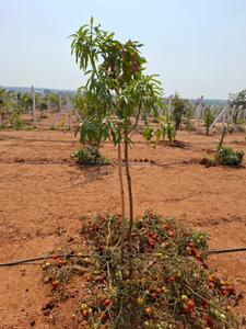 Image of 200 Sq.ft Residential Plot / Land for sale in Kolanupaka, Yadadri Bhuvanagiri for Rs. 1100000
