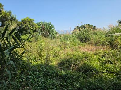 Image of 100 Sq.ft Residential Plot / Land for sale in Pinjore, Panchkula for Rs. 8500000