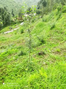 Image of 2400 Sq.ft Residential Plot / Land for sale in Chaukhuta, Nainital for Rs. 3000000