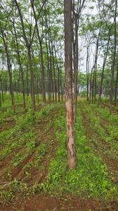 Image of 9000 Sq.ft Residential Plot / Land for sale in Kamsanpalle, Narayanpet for Rs. 7500000