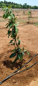 Image of 13000 Sq.ft Residential Plot / Land for sale in Konalai, Tiruchirappalli for Rs. 1250000