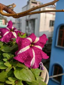 Image of 1000 Sq.ft 3 BHK Independent House for rent in Garia, Sonarpur, Kolkata for Rs. 13499