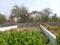 goldmark shrishti Plot View 2