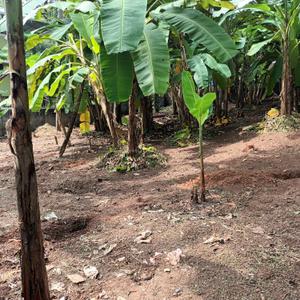 Image of 283 Sq.ft Residential Plot / Land for sale in Thirumala, Thiruvananthapuram for Rs. 10500000