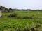 Sonargaon 2 plot Plot View 2
