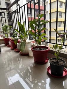 Balcony Image of 948 Sq.ft 2 BHK Apartment / Flat for sale in Signum Windflower, Madhyamgram Kolkata for Rs. 6200000