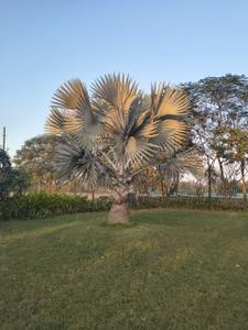 Image of 725 Sq.ft 2 BHK Apartment / Flat for sale in Kachana, Raipur for Rs. 3450000