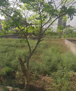 Image of 100 Sq.ft Residential Plot / Land for sale in Phi IV, Greater Noida for Rs. 17500000