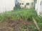 Uchgaon Plot View 2