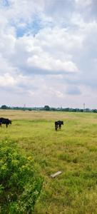 Image of 43560 Sq.ft Residential Plot / Land for sale in Keshampet, Ranga Reddy for Rs. 12000000