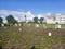 Wagholi Plot View 2