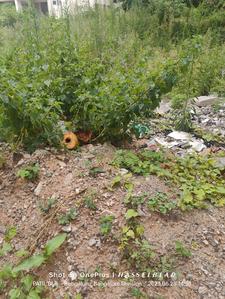 Image of 1200 Sq.ft Residential Plot / Land for sale in BTM Layout, Bengaluru for Rs. 22500000