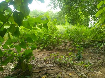 Image of 502 Sq.ft Residential Plot / Land for sale in Sector 23, Gurgaon for Rs. 95000052