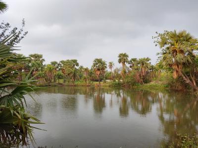 Image of 19620 Sq.ft Residential Plot / Land for sale in Diamond Harbour, South 24 Parganas for Rs. 13500000