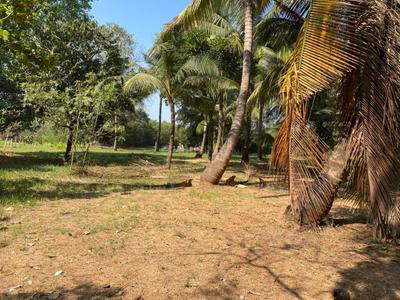 Image of 11000 Sq.ft Residential Plot / Land for sale in Nagaon, Alibag for Rs. 13200000