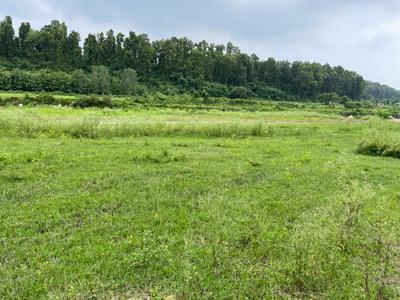 Image of 1800 Sq.ft Residential Plot / Land for sale in Phulsani, Dehradun for Rs. 4500000