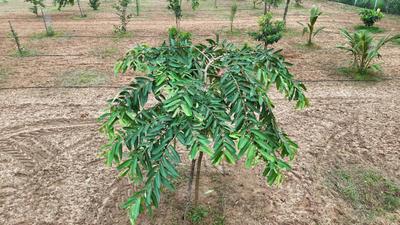 Image of 9600 Sq.ft Residential Plot / Land for sale in Panjappur, Tiruchirappalli for Rs. 8900000