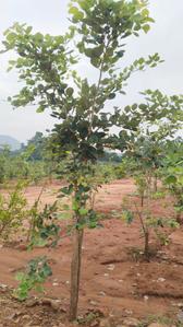 Image of 200 Sq.ft Residential Plot / Land for sale in Srungavarapu kota, Vizianagaram for Rs. 900000