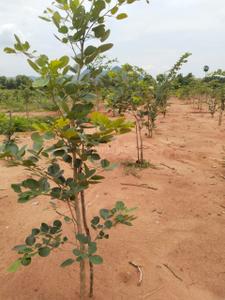 Image of 100 Sq.ft Residential Plot / Land for sale in Bhogapuram, Visakhapatnam for Rs. 600000