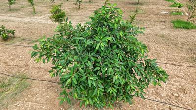 Image of 9600 Sq.ft Residential Plot / Land for sale in Panjappur, Tiruchirappalli for Rs. 8900000
