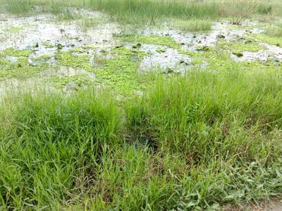 Gumar Gala Plot View 1