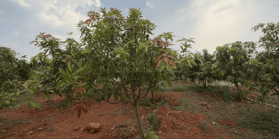 Image of 1548 Sq.ft Residential Plot / Land for sale in Mansanpally, Hyderabad for Rs. 4127828