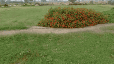 Image of 3150 Sq.ft Residential Plot / Land for sale in DLF Hyde Park Plot, New Chandigarh, Chandigarh for Rs. 56300001