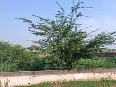 Image of 1800 Sq.ft Residential Plot / Land for sale in Sector 113, Noida for Rs. 28500000