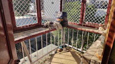 Balcony Image of 500 Sq.ft 1 BHK Apartment / Flat for rent in Sector 14 Dwarka New Delhi for Rs. 14500