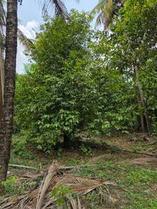 Image of 4655 Sq.ft Residential Plot / Land for sale in Minalur, Thrissur for Rs. 125000