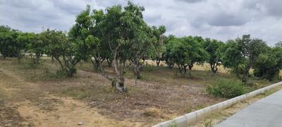 Image of 6534 Sq.ft Residential Plot / Land for sale in Srinivaspur Rural, Kolar for Rs. 3920400