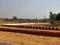 Barel Plot View 2