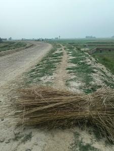 Image of 2700 Sq.ft Residential Plot / Land for sale in Basdeopur, Darbhanga for Rs. 3300000